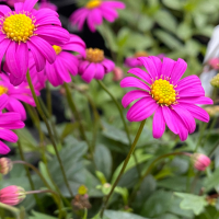 Swan River Daisy -Brachyscome iberidifolia) hot pink flower with bright yellow center