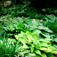 Several hostas growing together in a shade garden