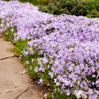 Creeping phlox with pinkish purple small star shaped flowers on large clumped paths that line the edge of a stone walkway