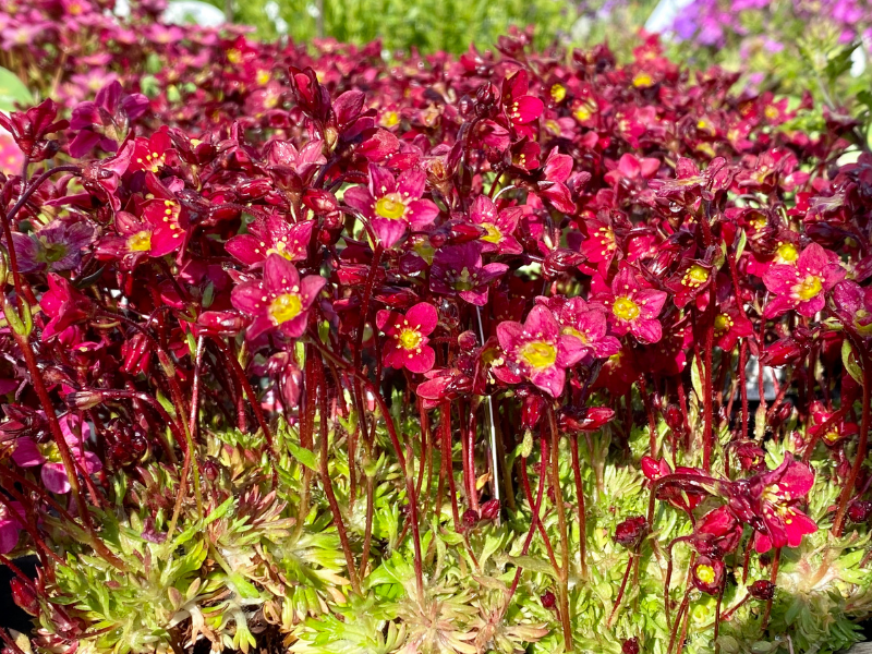 Saxifraga Floral Carpet Seed Perennial Cold Tolerant Dense Clump Summer Flower 