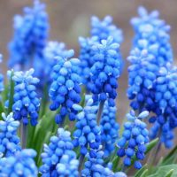 Close up of grape hyacinth that are cobalt blue spring bulbs